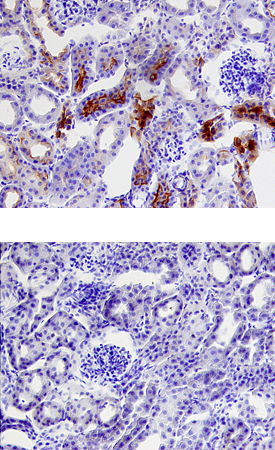 Trypsin 3/PRSS3 antibody in Mouse Kidney by Immunohistochemistry (IHC-Fr).