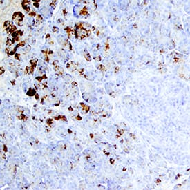 Trypsin antibody in Human Pancreas by Immunohistochemistry (IHC-P).