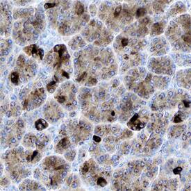 Tryptase e/BSSP-4 antibody in Human Pancreas by Immunohistochemistry (IHC-P).