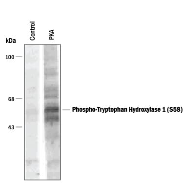 Detection of Phospho-Tryptophan Hydroxylase (S58) antibody by Western Blot.