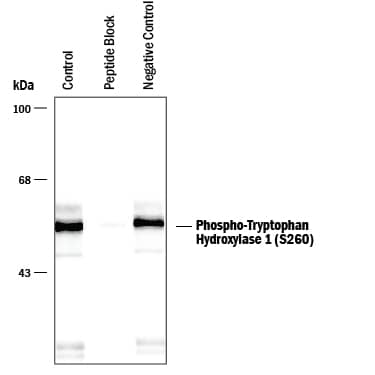 Detection of Phospho-Tryptophan Hydroxylase 1/TPH-1 (S260) antibody by Western Blot.