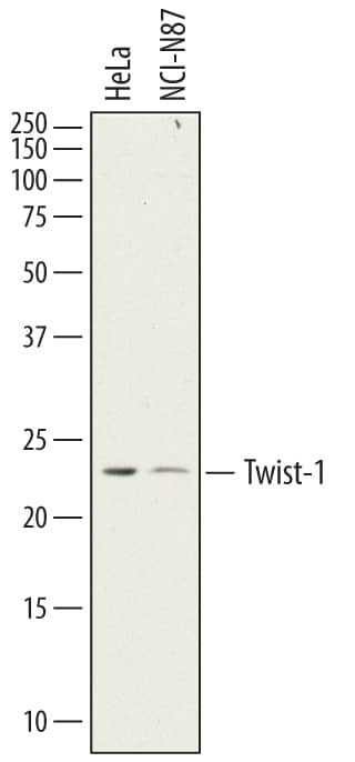 Detection of Human Twist-1 antibody by Western Blot.