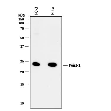 Detection of Human Twist-1 antibody by Western Blot.