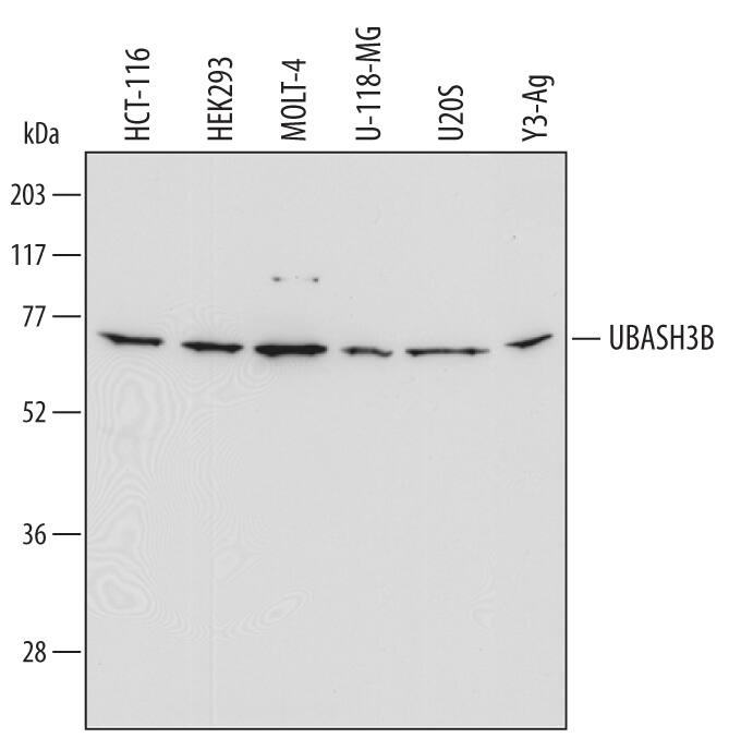 Detection of Human and Rat UBASH3B/STS1 antibody by Western Blot.