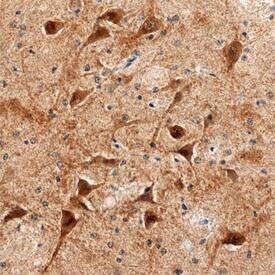 UBE2K/E2-25K antibody in Human Brain by Immunohistochemistry (IHC-P).