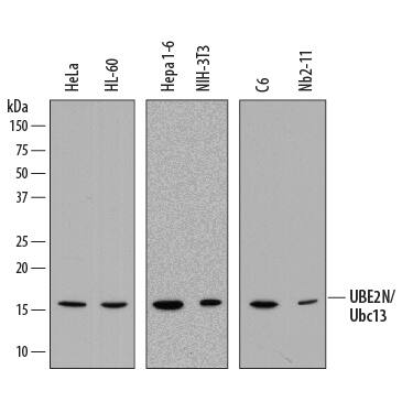 Detection of Human, Mouse, and Rat UBE2N/Ubc13 antibody by Western Blot.