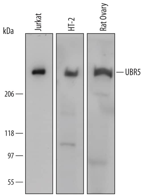 Detection of Human, Mouse, and Rat UBR5 antibody by Western Blot.