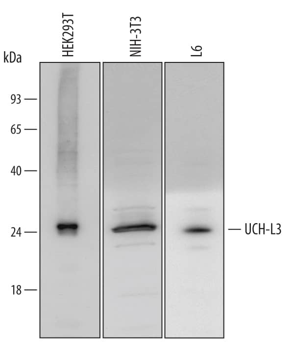 Detection of Human, Mouse, and Rat UCH-L3 antibody by Western Blot.