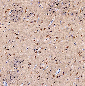 UCH-L1/PGP9 by Immunohistochemistry (IHC-P).5 antibody in Human Brain by Immunohistochemistry (IHC-P).