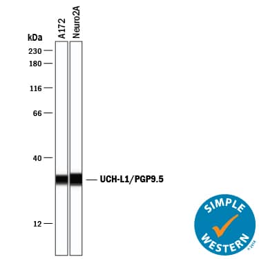 Detection of Human and Mouse UCH-L1/PGP9.5 antibody by Simple WesternTM.