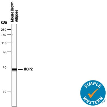 Detection of Mouse UCP2 antibody by Simple WesternTM.