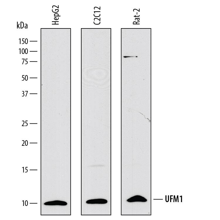 Detection of Human, Mouse, and Rat UFM1 antibody by Western Blot.