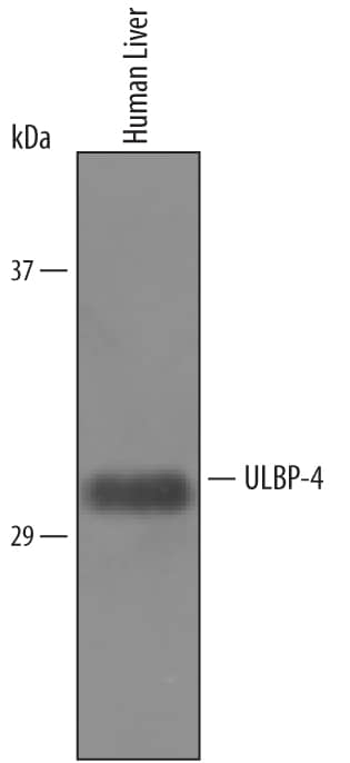 Detection of Human ULBP-4/RAET1E antibody by Western Blot.