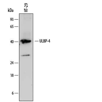 Detection of Human ULBP-4/RAET1E antibody by Western Blot.