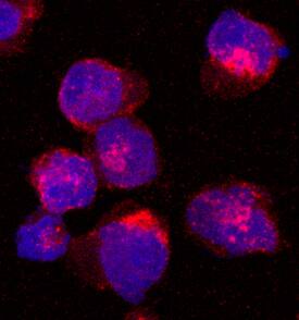 UNC13D antibody in NK-92 Human Cell Line by Immunocytochemistry (ICC).