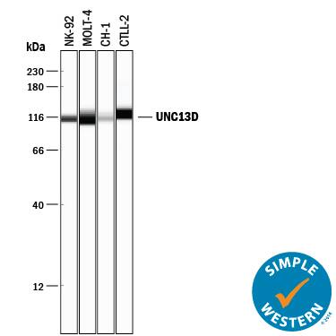 Detection of Human and Mouse UNC13D antibody by Simple WesternTM.