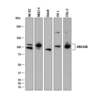 Detection of Human and Mouse UNC13D antibody by Western Blot.