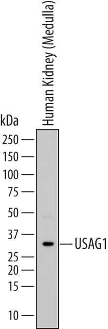 Detection of Human USAG1 antibody by Western Blot.