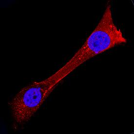 USP2 antibody in NIH-3T3 Mouse Cell Line by Immunocytochemistry (ICC).