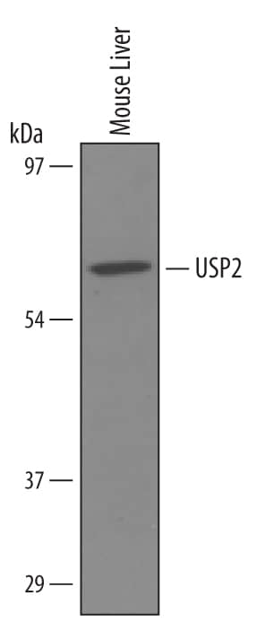 Detection of Mouse USP2 antibody by Western Blot.