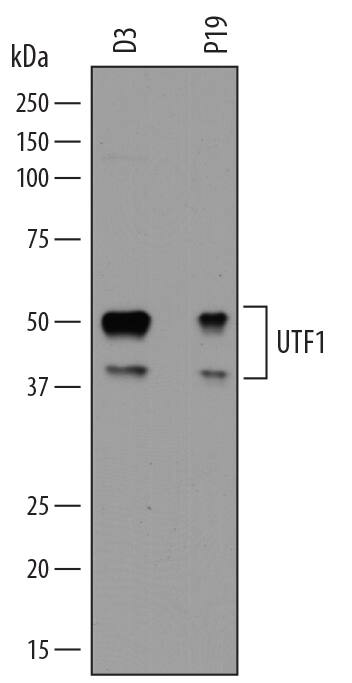 Detection of Mouse UTF1 antibody by Western Blot.