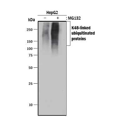 Detection of Human Ubiquitin antibody by Western Blot.