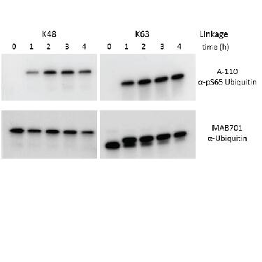 Detection of Phospho-Ubiquitin (S65) antibody by Western Blot.