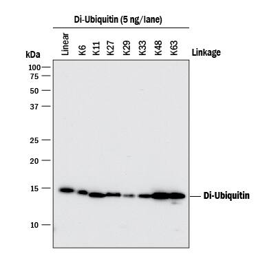 Detection of Ubiquitin antibody by Western Blot.
