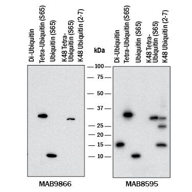 Detection of Phospho-Ubiquitin (S65) antibody by Western Blot.
