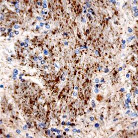 Urocortin antibody in Human Brain by Immunohistochemistry (IHC-P).