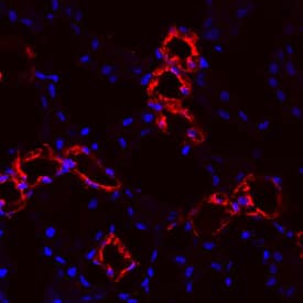 Uromodulin antibody in Mouse Kidney by Immunohistochemistry (IHC-Fr).