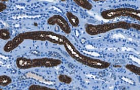 Uromodulin antibody in Human Ovary by Immunohistochemistry (IHC-P).