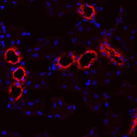 Uromodulin antibody in Mouse Kidney by Immunohistochemistry (IHC-Fr).