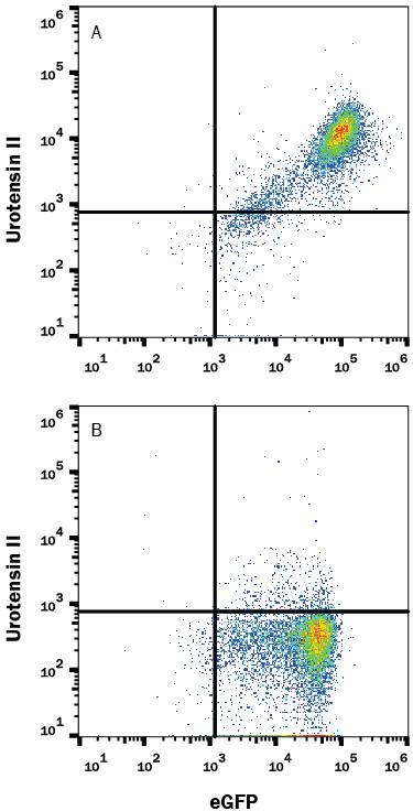 Detection of Urotensin-II R antibody in HEK293 Human Cell Line Transfected with Mouse Urotensin-II and eGFP antibody by Flow Cytometry.