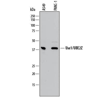 Detection of Human Use1/UBE2Z antibody by Western Blot.