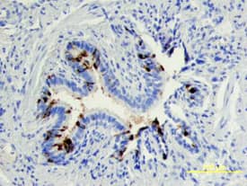 Uteroglobin/SCGB1A1 antibody in Human Lung by Immunohistochemistry (IHC-P).