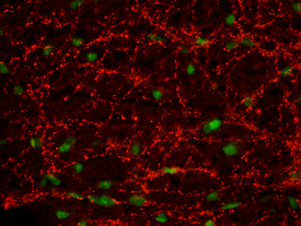 VAMP-1 antibody in Mouse Spinal Cord by Immunohistochemistry (IHC-Fr).