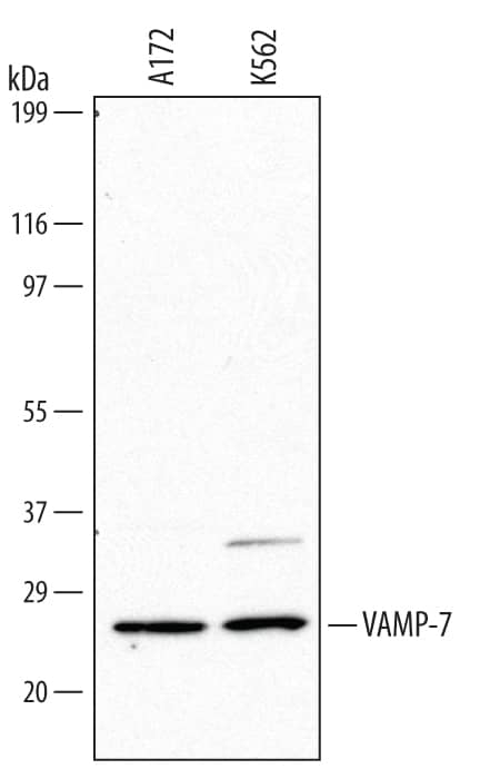 Detection of Human VAMP-7 antibody by Western Blot.