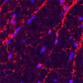 VAMP-2 antibody in Rat Spinal Cord by Immunohistochemistry (IHC-Fr).