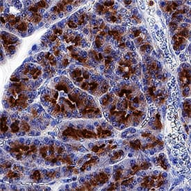 VAMP-8 antibody in Human Pancreas by Immunohistochemistry (IHC-P).
