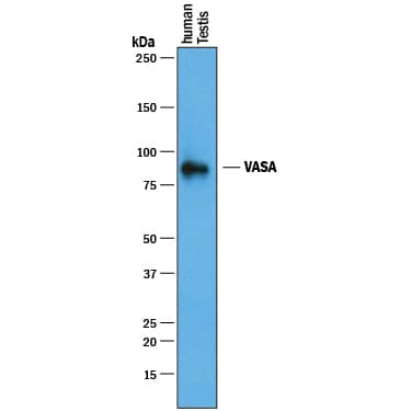 Detection of Human VASA antibody by Western Blot.