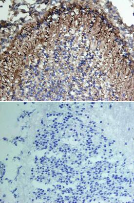 VCAM-1/CD106 antibody in Mouse Embryo by Immunohistochemistry (IHC-Fr).