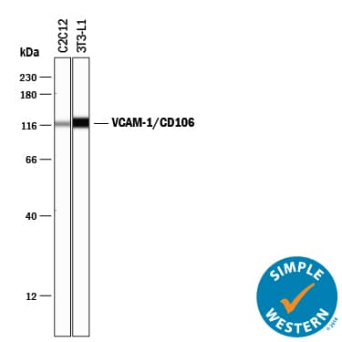 Detection of Mouse VCAM-1/CD106 antibody by Simple WesternTM.