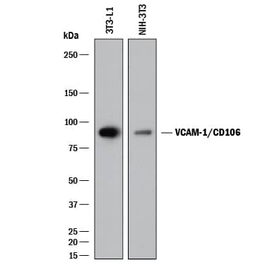 Detection of Mouse VCAM-1/CD106 antibody by Western Blot.