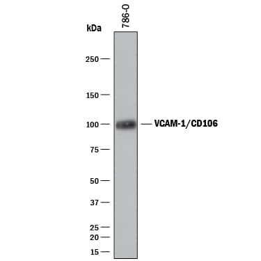 Detection of Human VCAM-1/CD106 antibody by Western Blot.