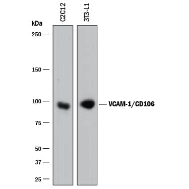 Detection of Mouse VCAM-1/CD106 antibody by Western Blot.