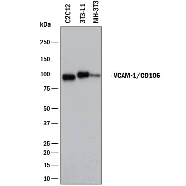 Detection of Mouse VCAM-1/CD106 antibody by Western Blot.