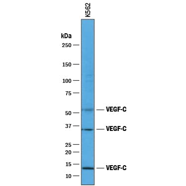 Detection of Human VEGF-C antibody by Western Blot.