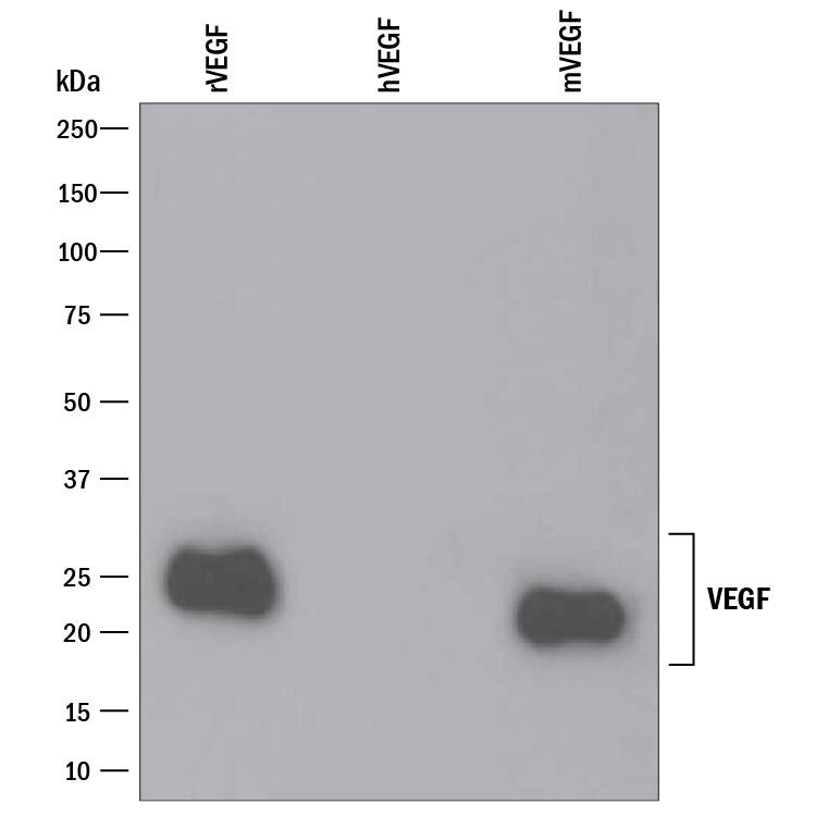 Detection of Recombinant Rat and Mouse VEGF antibody by Western Blot.