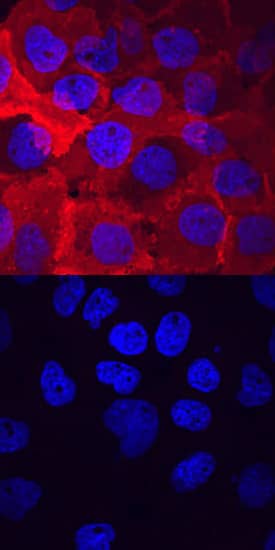 Phospho-VEGFR2/KDR/Flk-1 (Y1214) antibody in A431 Human Cell Line by Immunocytochemistry (ICC).